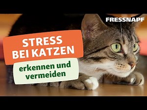 Stress bei Katzen erkennen und vermeiden I FRESSNAPF