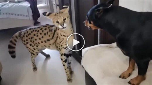 A serval was able to calm an aggressive dog. » Nevsedoma