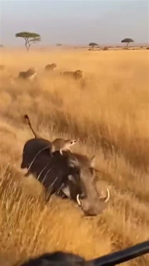 “Timon and Pumbaa are running away from a pride of lions 😱”