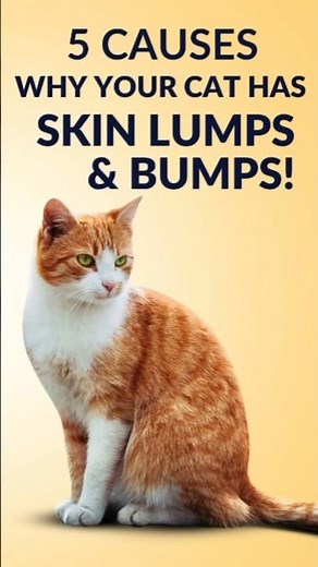 5 causes why your cat has lumps & bumps#catlover #catvideos #shortsfeed