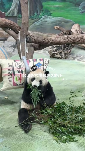 台湾といえば台北周辺のイメージが強いんだけど 猫空もおすすめなの…！ 猫空周辺でのおすすめの過ごし方を紹介🐈♩ #台湾旅行#taiwan#猫空#海外旅行#アジア旅行
