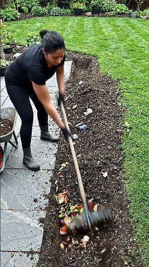 Harvesting Sweet Strawberries from My Beautiful Garden