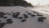 Close-up.Critically endangered large group of cute baby Hawksbill...