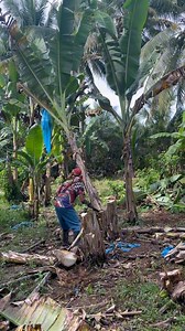 Sacrifice mga saging natin mga ka agri | Gha Agri Tv