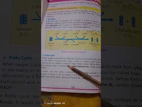 Mechanism of cellular respiration ( biology nine class 9th )