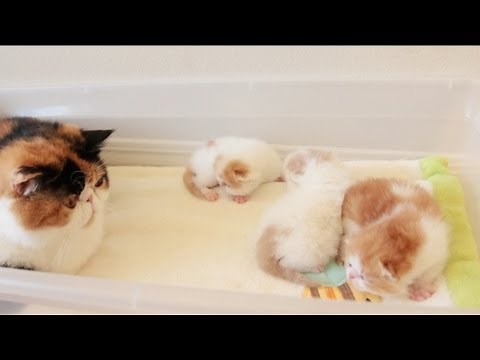 Tiger Cat Mom Talking to Her Kittens