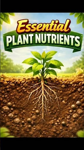 Essential Plant Nutrients Explained | 17 Nutrients Every Plant Needs|#agriculture #farming