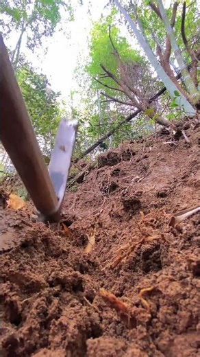 Spring bamboo shoots have begun . When digging spring bamboo shoots ironmen should priorit