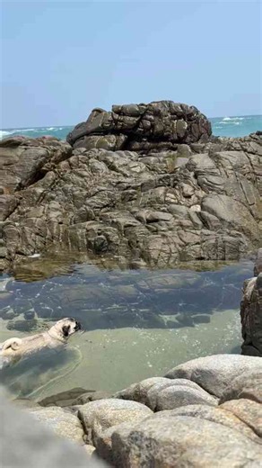 Pug Joyfully Swims in a Rocky Coastal Tide Pool