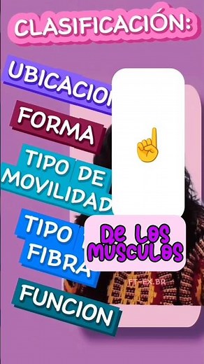 Clasificación de los músculos