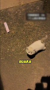 The story of how a cat met its human 🥲