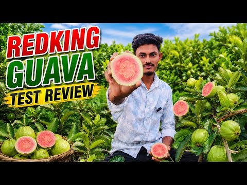 Red king Guava farming and Test review video | Red king Guava farming