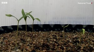 Watch amazing moment Sycamore Gap tree grows back: Seeds taken from historic tree after it was cut down by vandals start to sprout as experts battle to preserve its memory for future generations