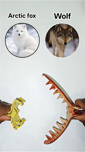 Arctic fox vs wolf 😊🥹😍☺️🥲😍😀😁🥲🥲 #shorts #shortvideo #funny #countryballs