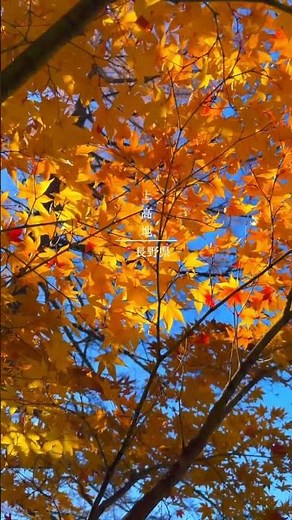【長野・絶景】この秋に行きたい紅葉を楽しめる絶景スポット！