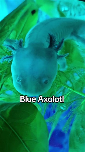 Discover the Blue Axolotl: A Unique Aquarium Gem
