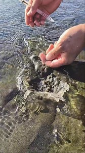 Nylon String Speed = Crab Caught Instantly | Ser Ron