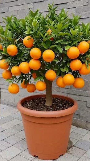 🌿 Grow Orange Tree from Cutting | Live Propagation Guide for Beginners