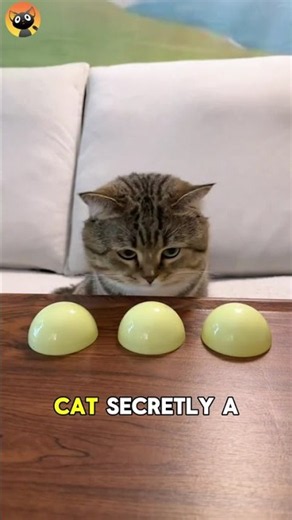 How Smart is your Cat?