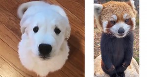 GIF Attack: 47 of the Most Adorable Animal GIFs of the Week (September 5, 2023)