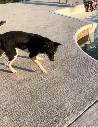 Gabbee chasing bubbles