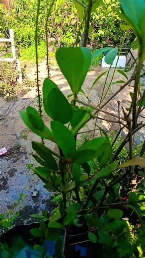 cay an trai #caytrong #caycanh #bonsai