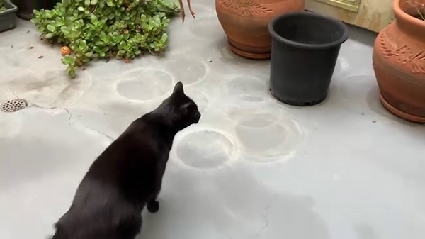 Good morning everyone! Here’s a video of my daily routine, after breakfast of course! 😻🐈‍⬛❤️🦎 | Friendly