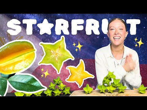 STAR FRUIT! A Deep Dive Into Carambola | Exotic Fruits
