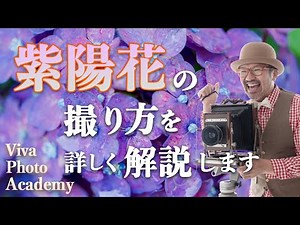 風景写真【 紫陽花 】写真の撮り方テクニック！『カメラ初心者必見』_【写真家】橘田龍馬