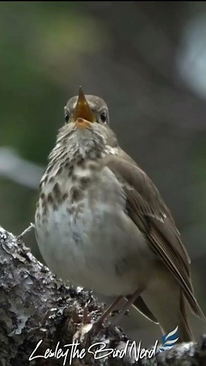 The Beautiful Song of the Hermit Thrush