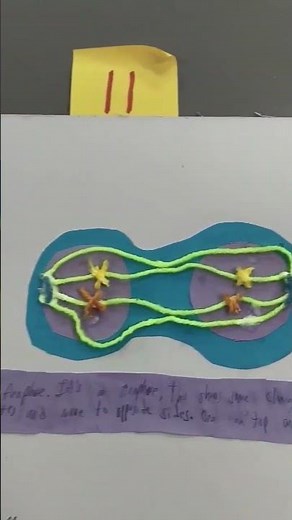 Stages of Mitosis #celldivision #scienceproject #mitosis #samplescienceproject