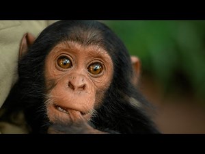 Chimp Rescue - Lwiro Primates Sanctuary