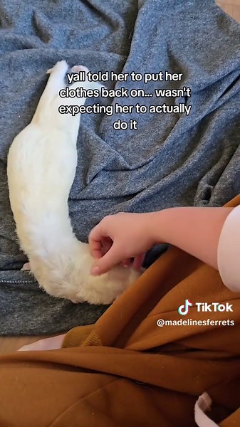 Baby Ferret Grows Full Coat in Just 2 Weeks
