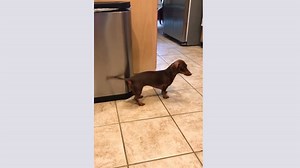 Chanter au rythme de la queue d'un chien