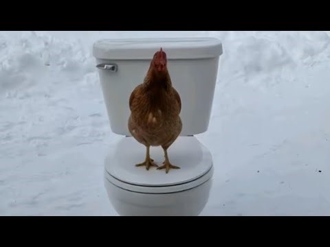 1.000.000 CLICKS TO BREAK THE EGG!! 🥚🐣