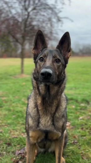 German Shepherd vs Belgian Malinois: A Hilarious Comparison