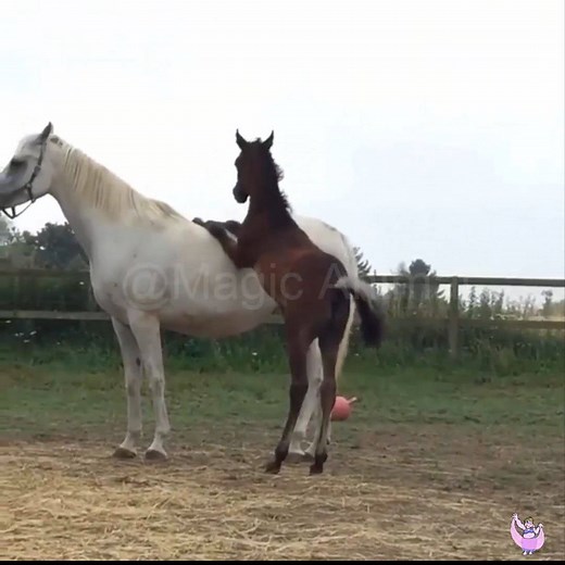 Kuda dengan cara kawin yang lucu .... !! #Animalmating #MakeALove #Love | Magic Animals