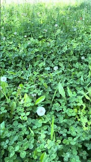 Best Time to Plant a Clover Food Plot #clover #foodplots