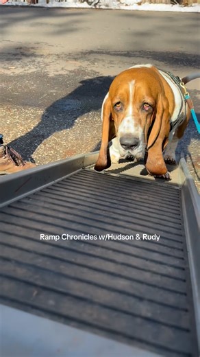 Enjoying the beautiful sunshine after the crazy Snow ⛄️ Loading using our favorite car ramp from @weathertech 🐾 🌲 Link in bio for ramp 🌲 Direct link : 🔗 https://amzn.to/4jrM1Q7 #dogramp #shortdogproblems #rampchronicles #bassethounds #bassetlife ❤️❤️❤️❤️ | Hudsonhoundmyboy
