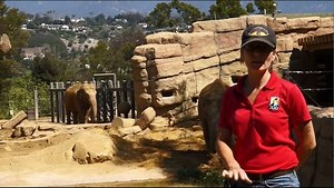 Animal Chat: Elephant Edition