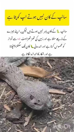 Snake Fact: Saanp Awaaz Kaise Sunta Hai? #Serpentes#amazingfacts #nature #wildlife #youtubeshorts