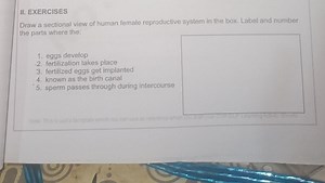 Draw a sectional view of the human female reproductive system i... | Filo