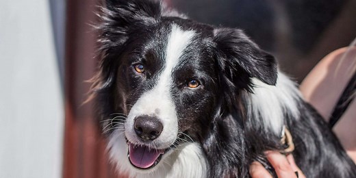 200  Border Collie Names for Your Smarty-Pants Pup