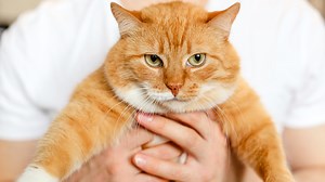 How Did Keyboard Cat Become Famous (And What Happened To Him)? - Grunge