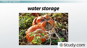 Primary Root Tissue, Root Hairs and the Plant Vascular Cylinder