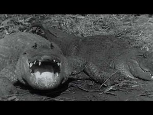 FILM OF THE DAY: Tarzan and the Leopard Woman (1946)