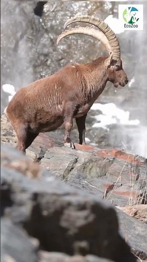 You Won't Believe Where This Goat Lives!