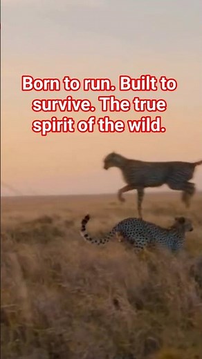 Stunning Cheetah Moments in the Wild | Sava Cheetah life | #cheetah #wildlife #bigcat