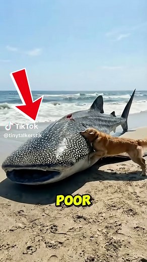 🐾🌊 Watch what happens when this heroic pup spotted a struggling whale shark! 🐕➡️🦈 Dive into this heartwarming rescue mission! 🐶💙 #DogHero #OceanAdventure #WhaleSharkRescue #AnimalHeroes #SeaLifeSaver #ViralStory #PupPower #NatureLovers #AnimalRescue #IncredibleMoments #WildlifeWonder #TikTokPets #DoggoToTheRescue #OceanStories #MagicOfNature