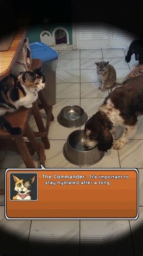 Springer Occupies Water Dish, Cats Look On